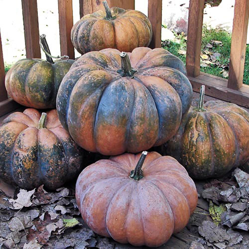 Musquee de Provence Squash Vegetable Seeds AS2299