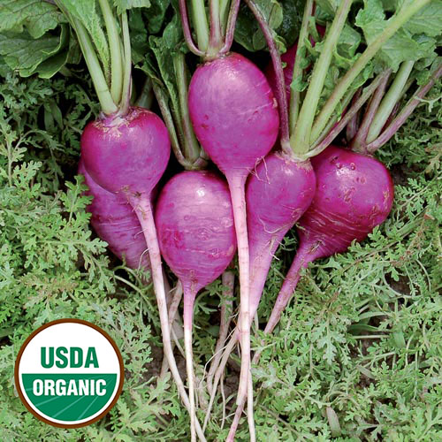 Plum Purple Radish Vegetable Seeds AS2260