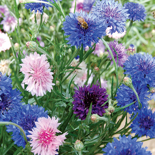 Mixed Bachelor's Buttons Flower Seeds AS2589