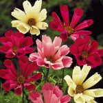 Sea Shells Cosmos Mix Flower Seeds AS2603