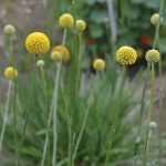 Drumstick Flower Flower Seeds AS2377