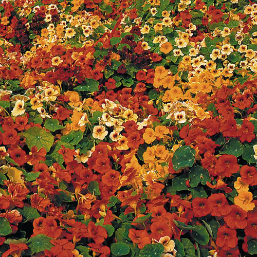 Tip Top Nasturtium Flower Seeds AS2611