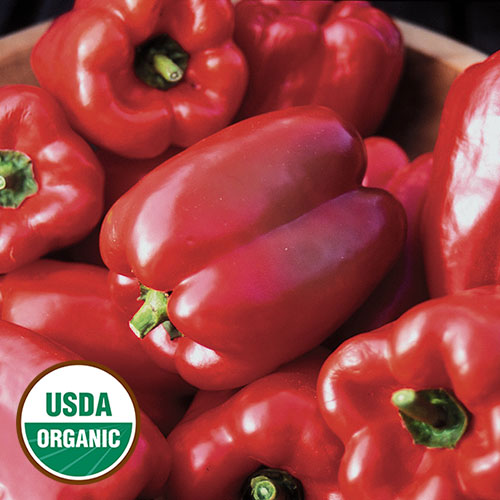 King of the North Pepper Vegetable Seeds AS2481