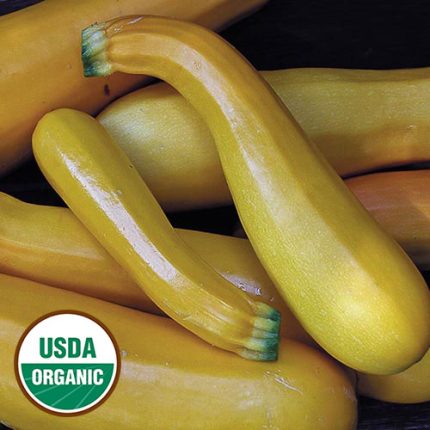 Golden Zucchini Squash Vegetable Seeds AS2294