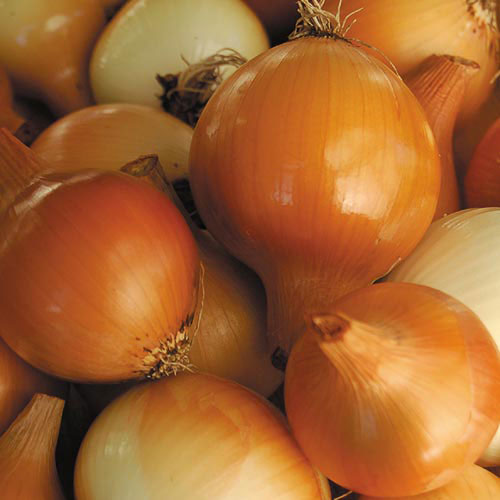 Yellow of Parma Onion Vegetable Seeds AS2217