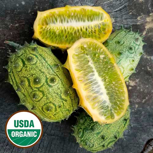 Jelly Melon Cucumber Vegetable Seeds AS2094