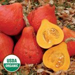 Potimarron Squash Vegetable Seeds AS2303