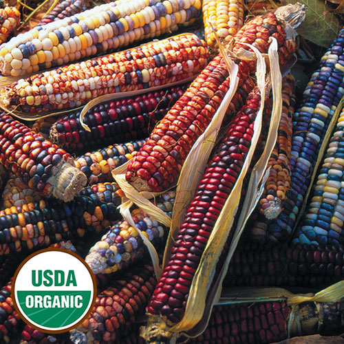Mandan Bride Corn Vegetable Seeds AS2077