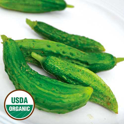 Parisian Pickling Cucumber Vegetable Seeds AS2101