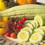 Armenian Cucumber Vegetable Seeds AS2086