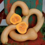 Pennsylvania Dutch Crookneck Squash Vegetable Seeds AS2300