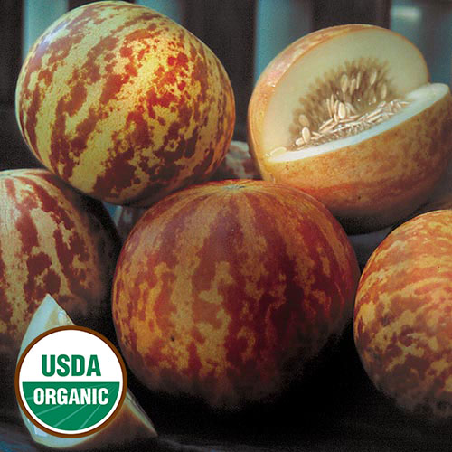 Tigger Melon Vegetable Seeds AS2473
