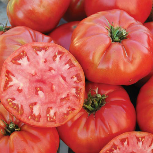 Mortgage Lifter (Halladay's) Tomato Vegetable Seeds AS2543