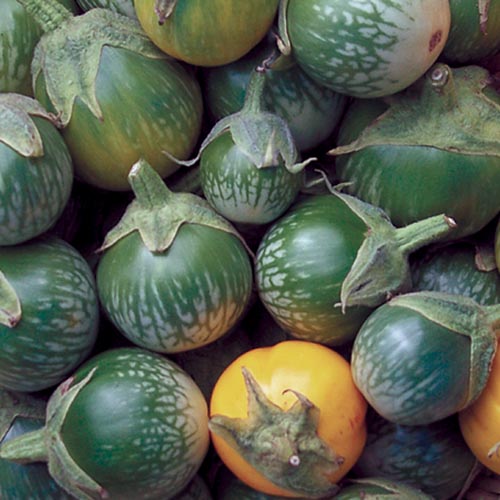 Lao Green Stripe Eggplant Vegetable Seeds AS2111