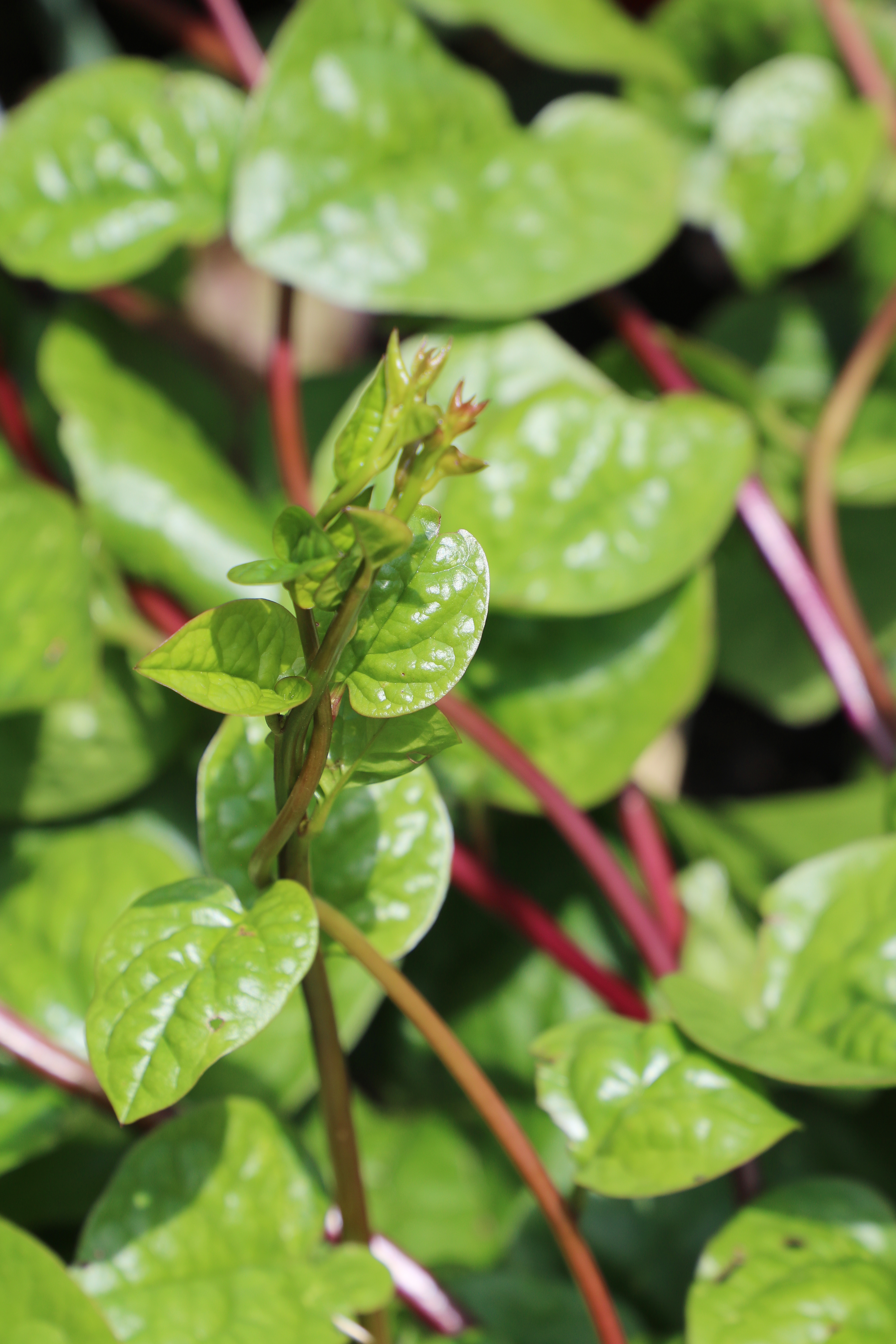 Red Malabar Spinach Vegetable Seeds AS2281