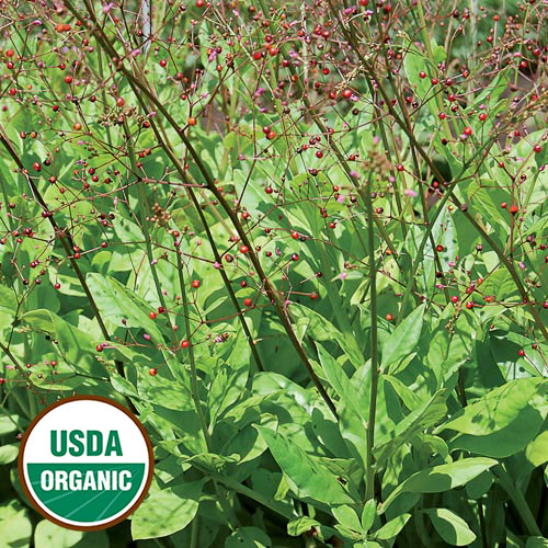 Jewels of Opar Flower Seeds AS2583