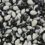 Calypso Bean Vegetable Seeds AS2014