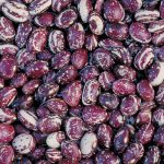 Good Mother Stallard Bean Vegetable Seeds AS2022