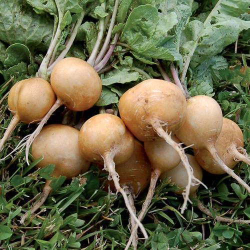 Helios Radish Vegetable Seeds AS2256