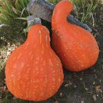 Boston Marrow Squash Vegetable Seeds AS2286