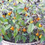 Golden Nugget Pepper Vegetable Seeds AS2250