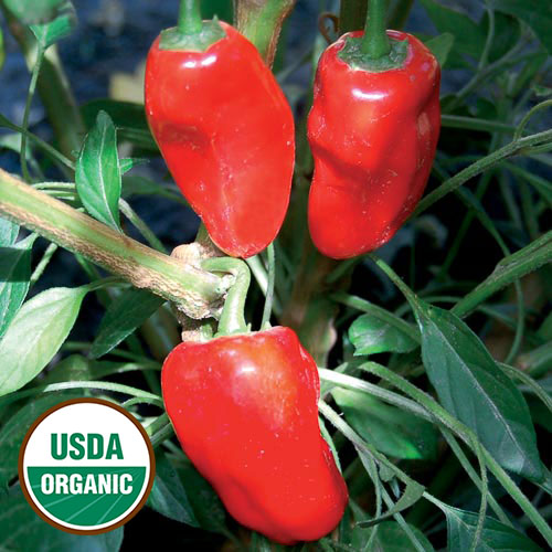 Hinkelhatz Pepper Vegetable Seeds AS2475