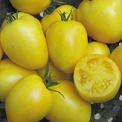 Powers Heirloom Tomato Vegetable Seeds AS2549