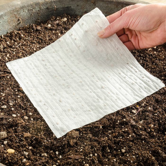 Bloomsdale Longstanding Spinach Seed