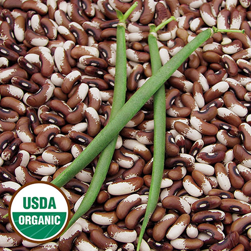 Painted Pony Bean Vegetable Seeds AS2031