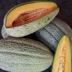 Healy's Pride Melon Vegetable Seeds AS2195