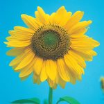 Mammoth Gray Stripe Sunflower Seed