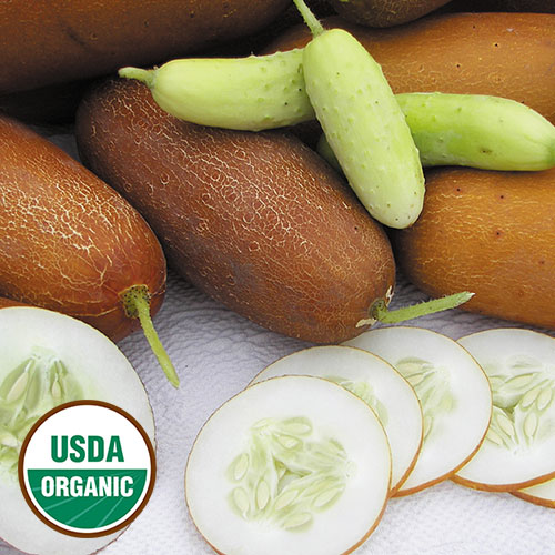 Poona Kheera Cucumber Vegetable Seeds AS2102