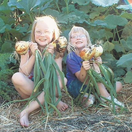 Candy Hybrid Onion