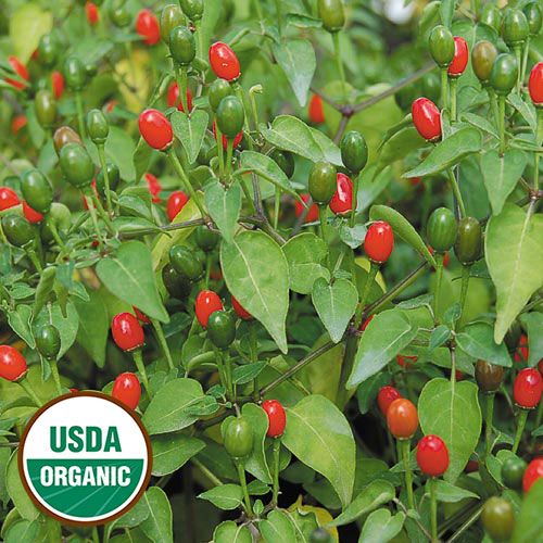 McMahon's Texas Bird Pepper Vegetable Seeds AS2486