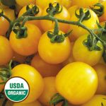 Hartman's Yellow Gooseberry Tomato Vegetable Seeds AS2523