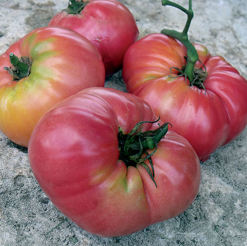 Kolb Tomato Vegetable Seeds AS2534