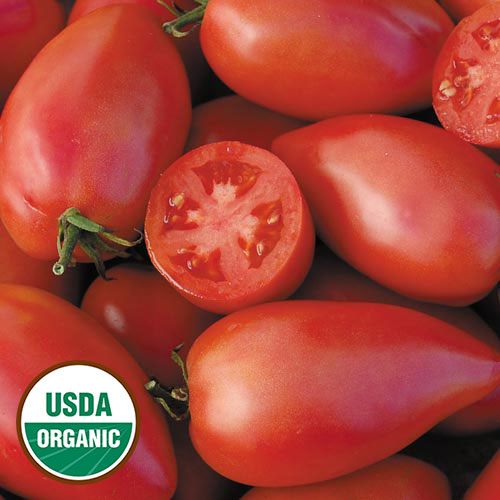 Sheboygan Tomato Vegetable Seeds AS2557