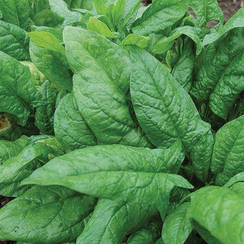 Nobel Spinach Vegetable Seeds AS2279