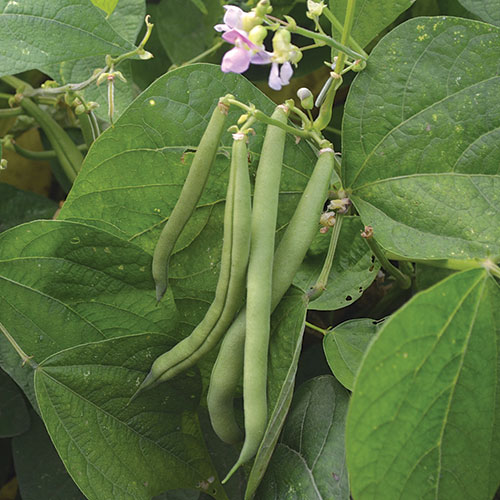Provider Bean Vegetable Seeds AS2033