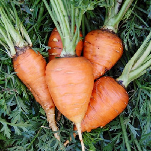 Paris Market Carrot Vegetable Seeds AS2053