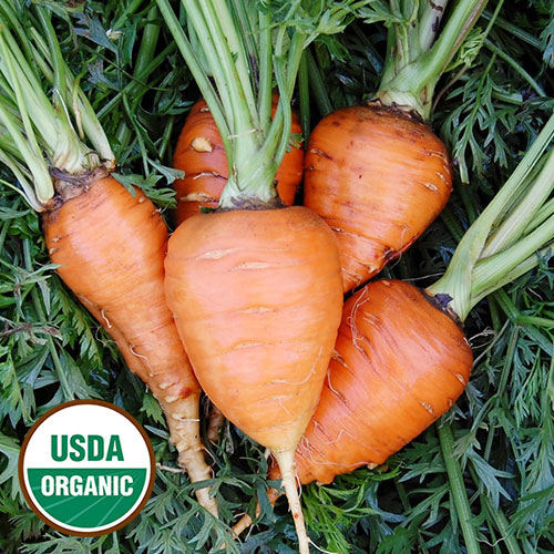 Paris Market Carrot Vegetable Seeds AS2054