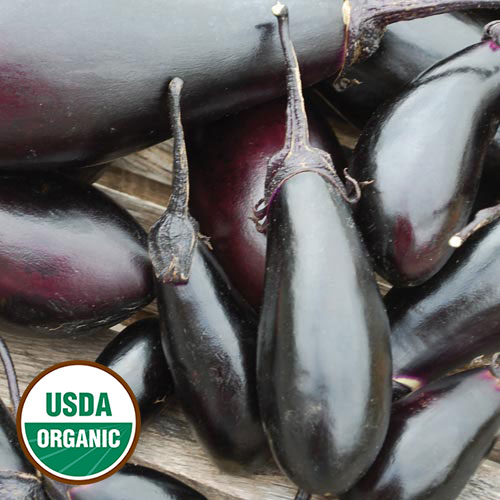 Purple Pickling Eggplant Vegetable Seeds AS2115
