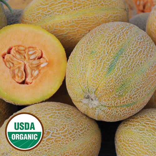 Sweet Granite Melon Vegetable Seeds AS2472