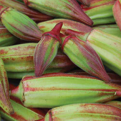 Okra, Hill Country Red Vegetable Seeds AS2209