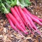 Cincinnati Market Radish Vegetable Seeds AS2253