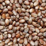 Turkey Craw Bean Vegetable Seeds AS2455