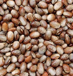 Turkey Craw Bean Vegetable Seeds AS2455