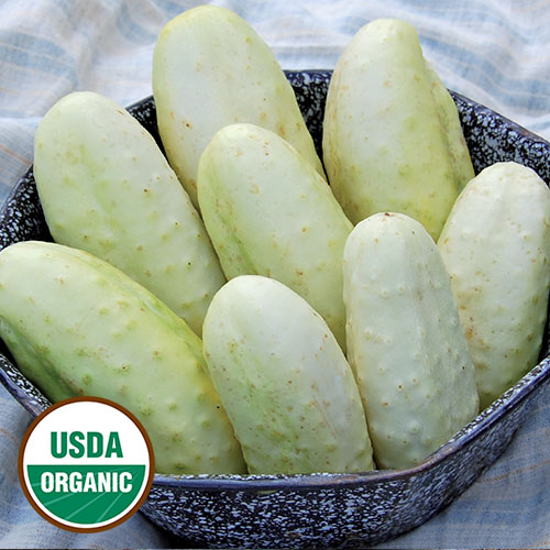 Edmonson Cucumber Vegetable Seeds AS2092