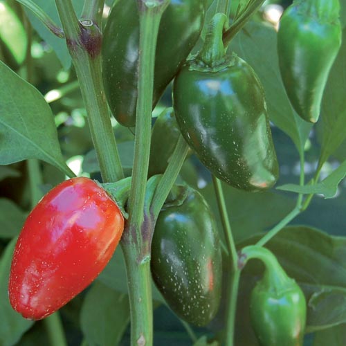 Jalapeno (Traveler Strain) Pepper Vegetable Seeds AS2478