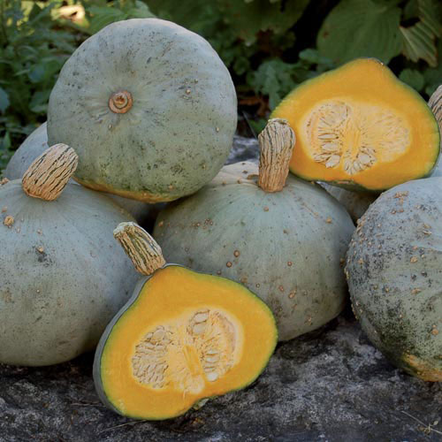 Silver Bell Squash Vegetable Seeds AS2506